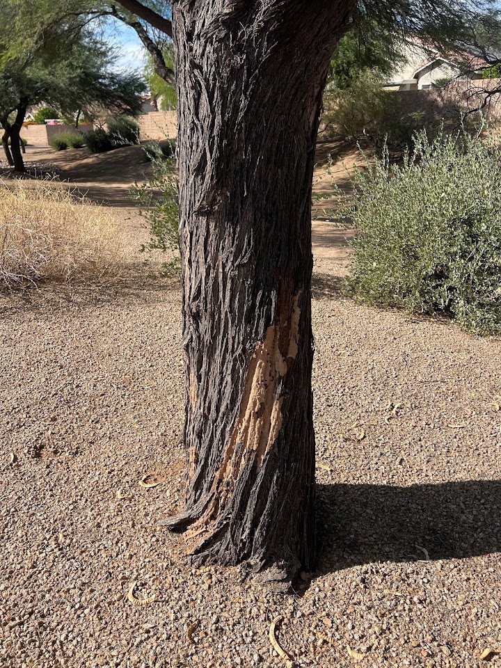 City Wide Pest Control project